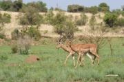 impala (16)